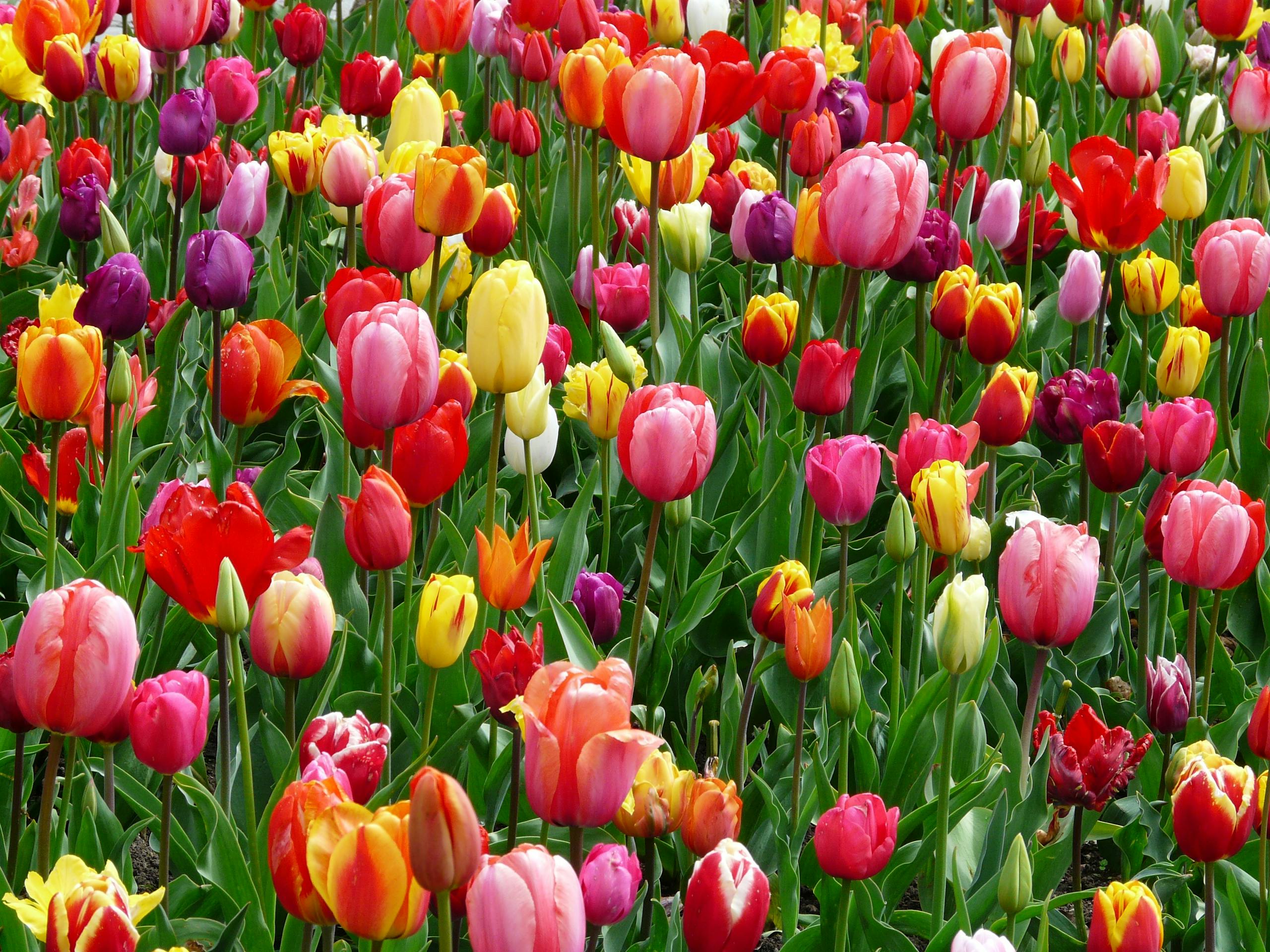 A colorful array of tulips blooming in a field, showcasing the beauty of spring season.