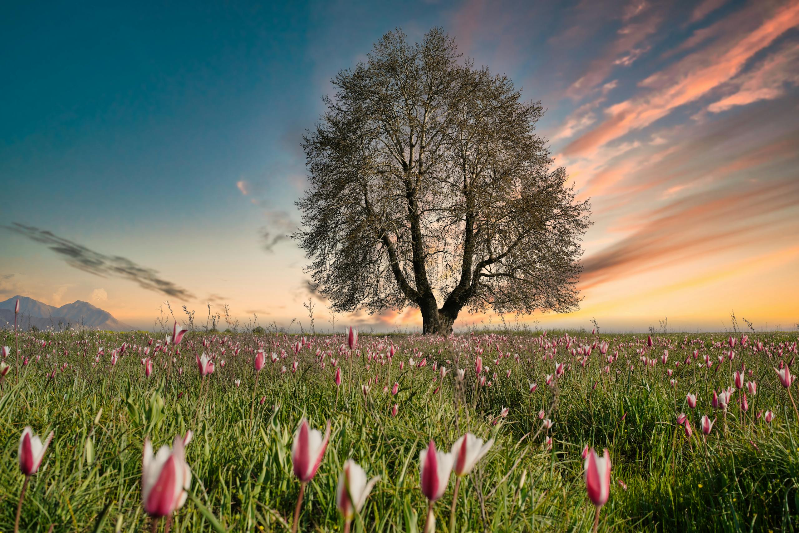A striking solitary tree amidst blooming tulips in Pampore during sunset, embodying serene beauty.