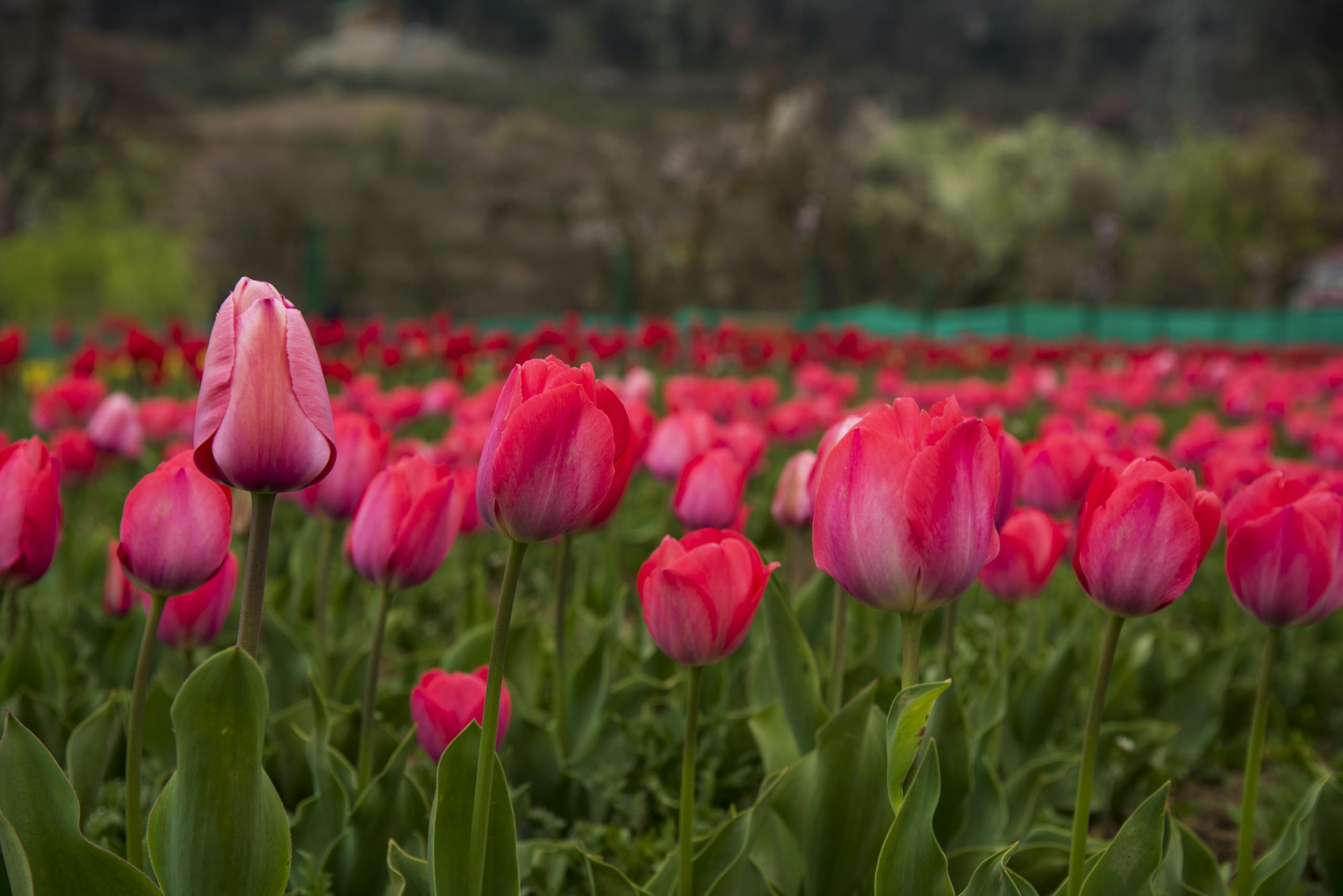 A stunning field of red tulips in Srinagar. Perfect example of spring beauty and floral abundance.