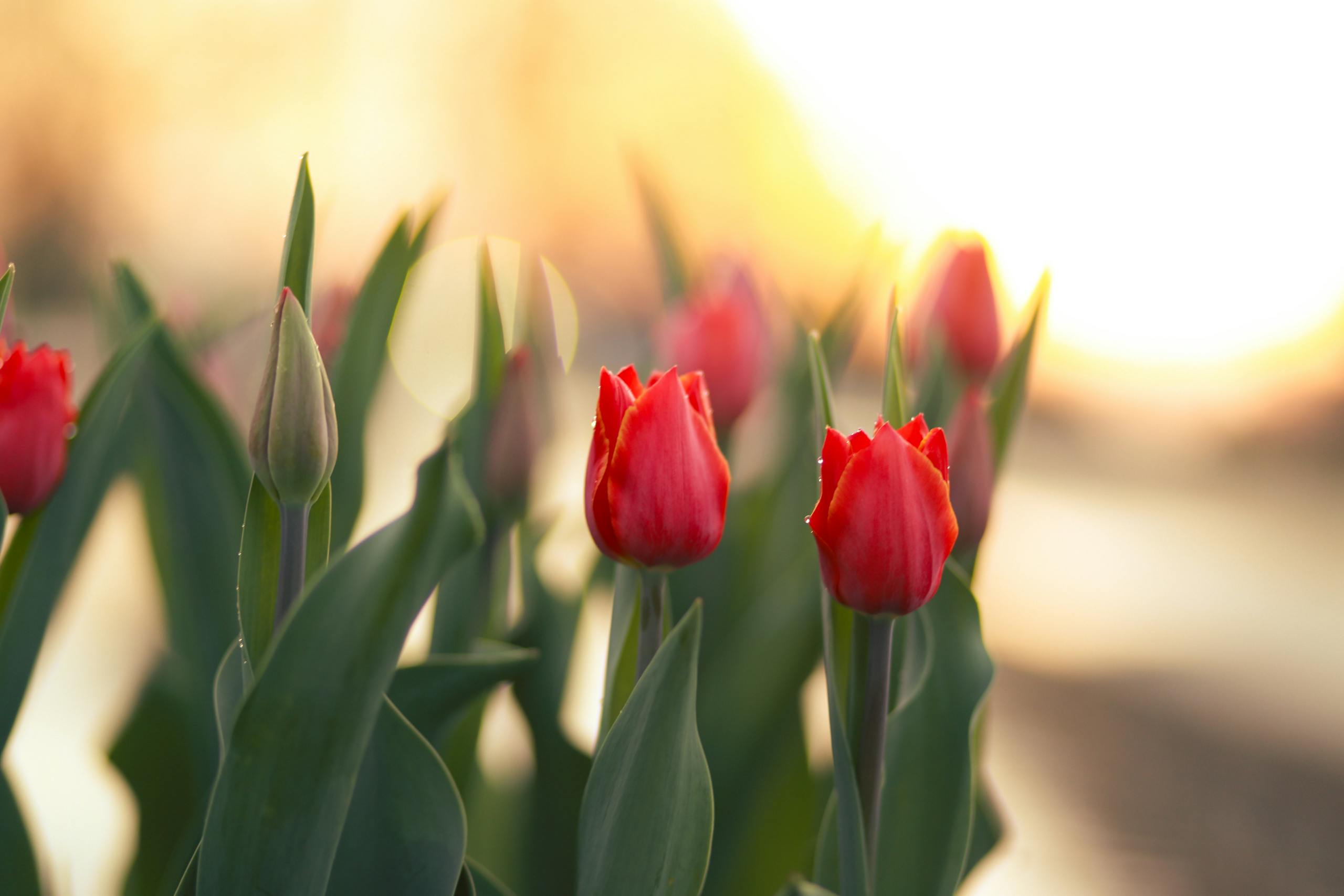 Bright red tulips bloom against a soft, golden sunrise backdrop in Srinagar.