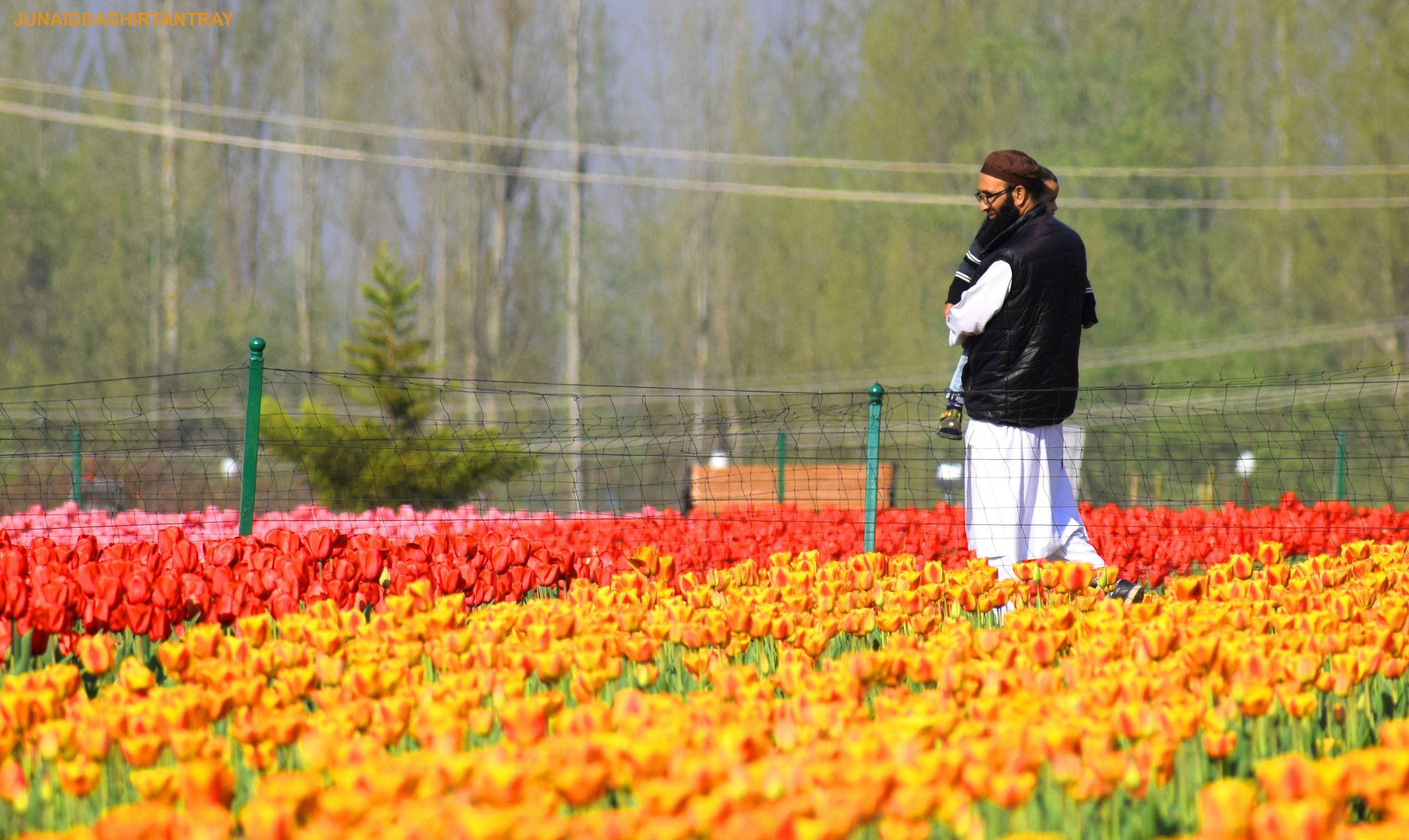 Man holding child in a colorful tulip field in Srinagar, surrounded by vivid red and yellow blooms.